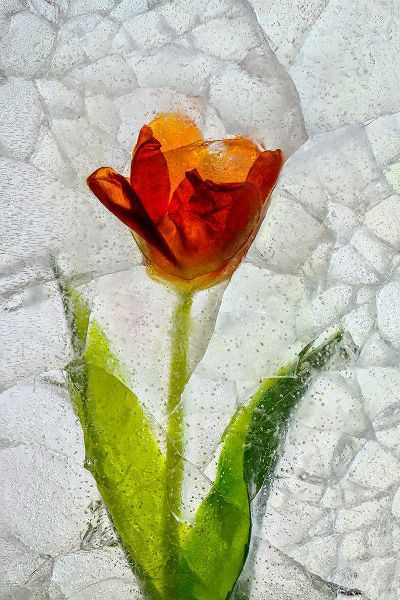 Jaynes Gallery 아티스트의 Tulip in ice작품입니다.